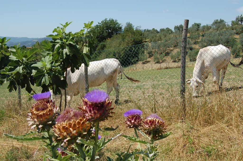 Agriturismo Casale Dei Frontini San Terenziano Luaran gambar