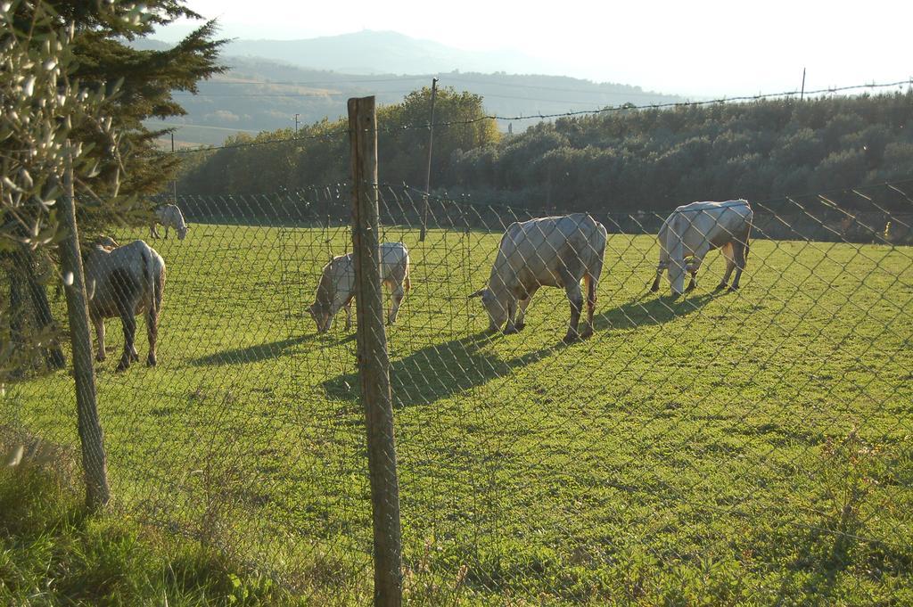 Agriturismo Casale Dei Frontini San Terenziano Luaran gambar